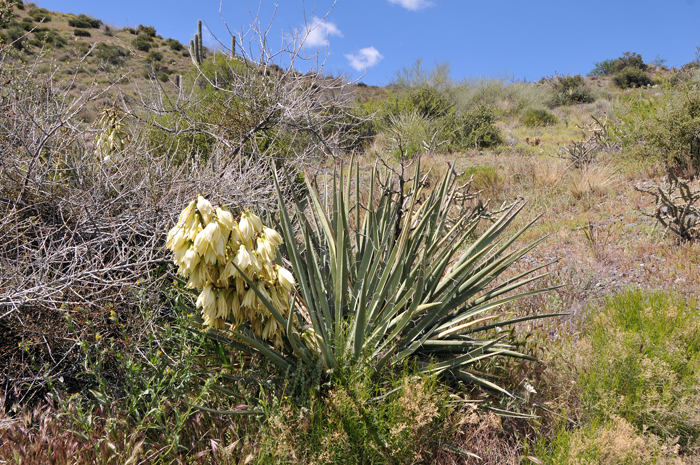 Banana Yucca is a shrub or subshrub, either stemless or with several short ascending stems. This species may develop colonies of individual plants directly from root rhizomes. Yucca baccata Banana Yucca is a shrub or subshrub, either stemless or with several short ascending stems. This species may develop colonies of individual plants directly from root rhizomes. Yucca baccata